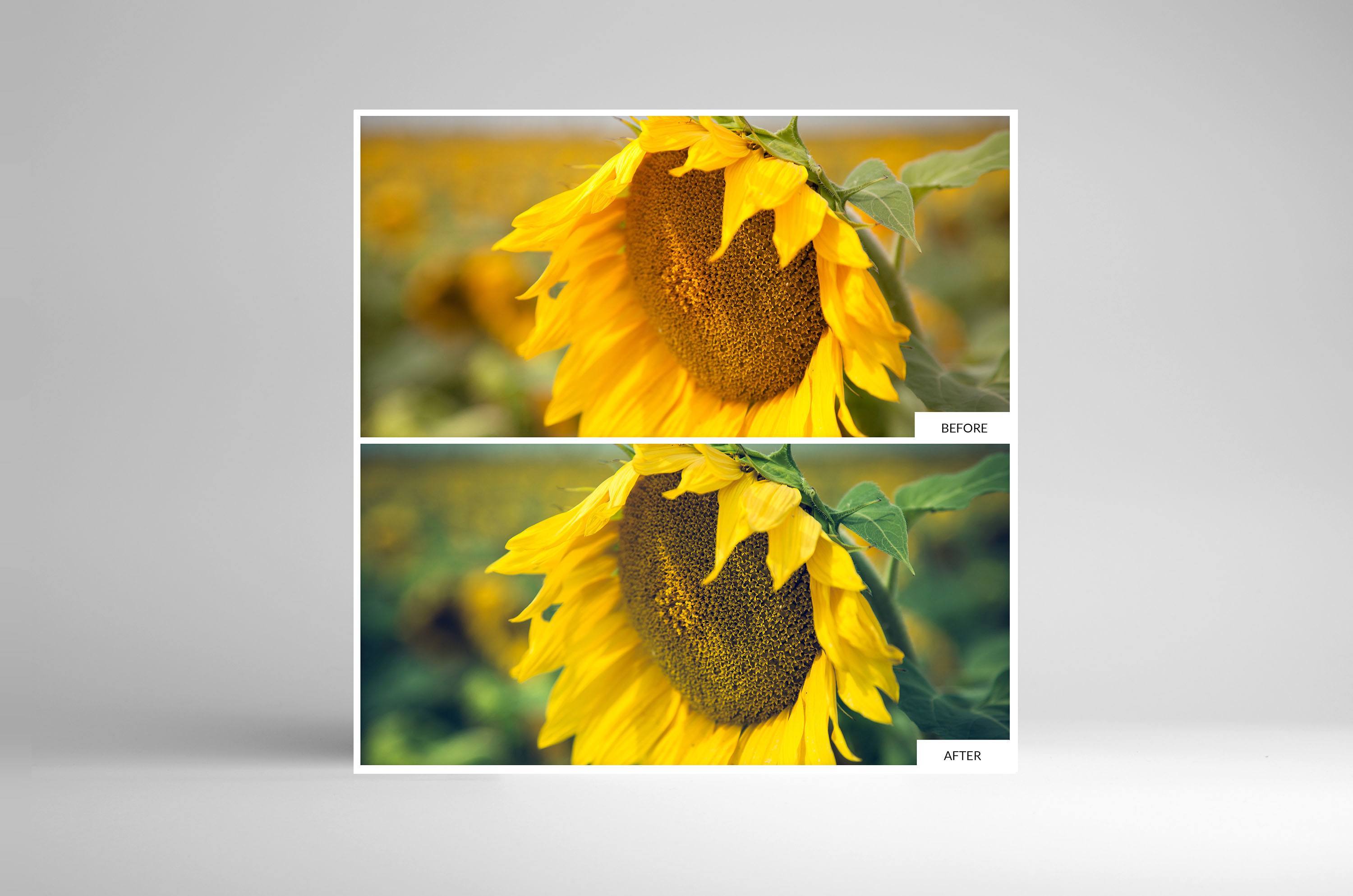 Free Lightroom Preset Sunflower