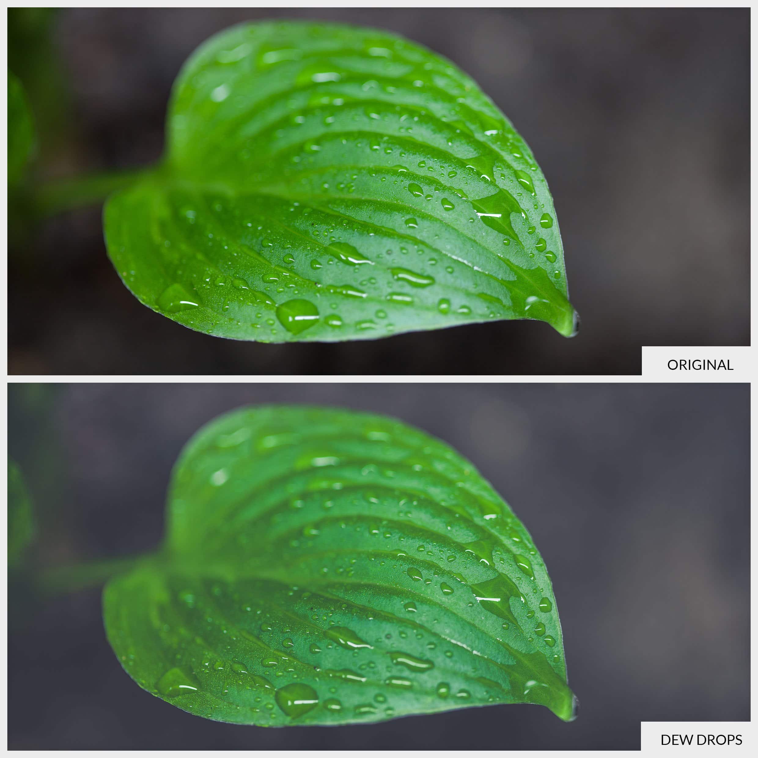 Free Lightroom Presets Dew Drops