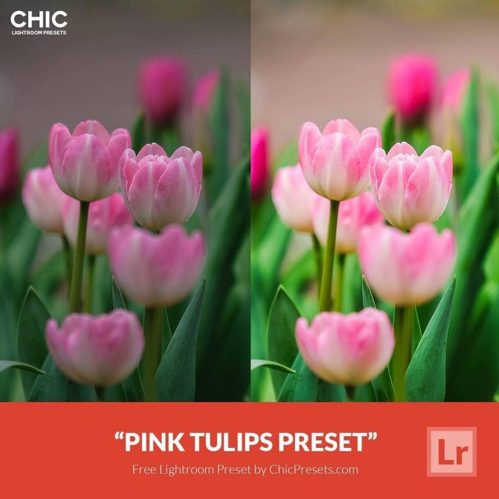 Free-Lightroom-Preset-Pink-Tulips