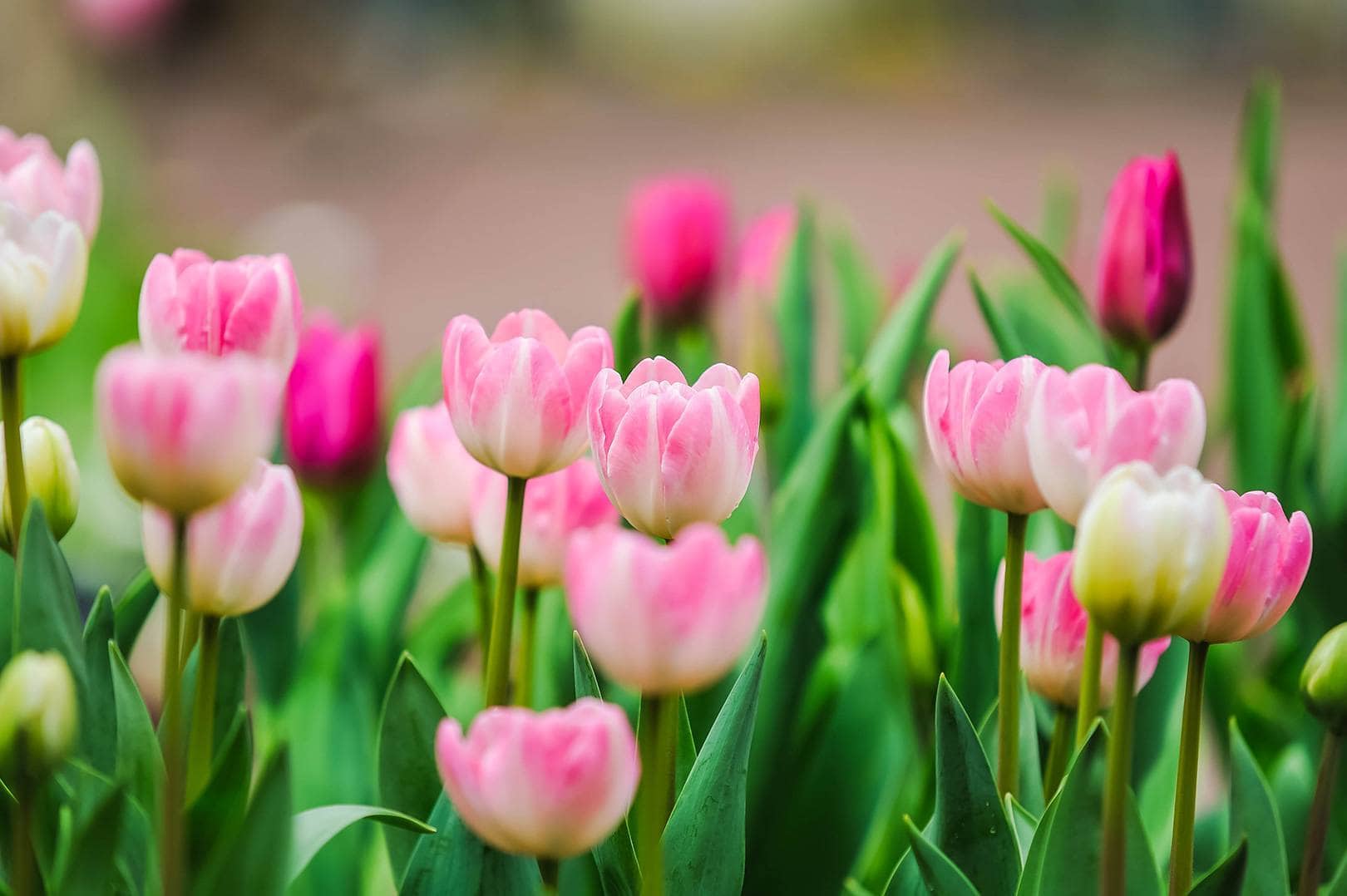 Free-Lightroom-Preset-Pink-Tulips-After