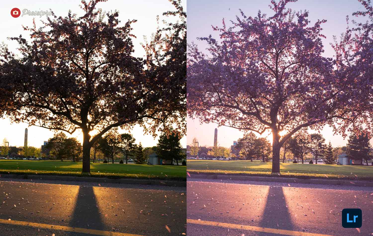 Free-Lightroom-Preset-Cherry-Blossem-Before-and-After-Presetpro.com