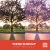 Free-Lightroom-Preset-Cherry-Blossom