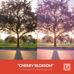 Free-Lightroom-Preset-Cherry-Blossom