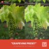 Free-Lightroom-Preset-Grapevine