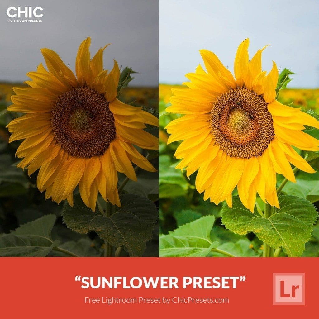 Free-Lightroom-Preset-Sunflower