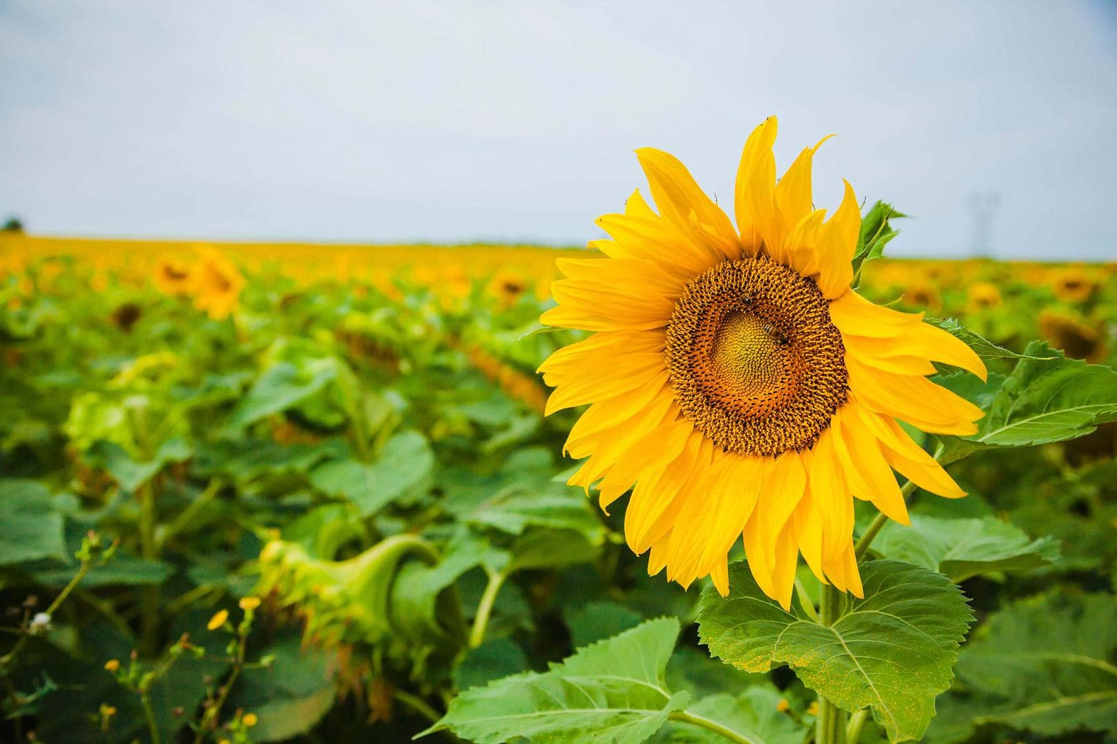 Free-Lightroom-Preset-Sunflower-After