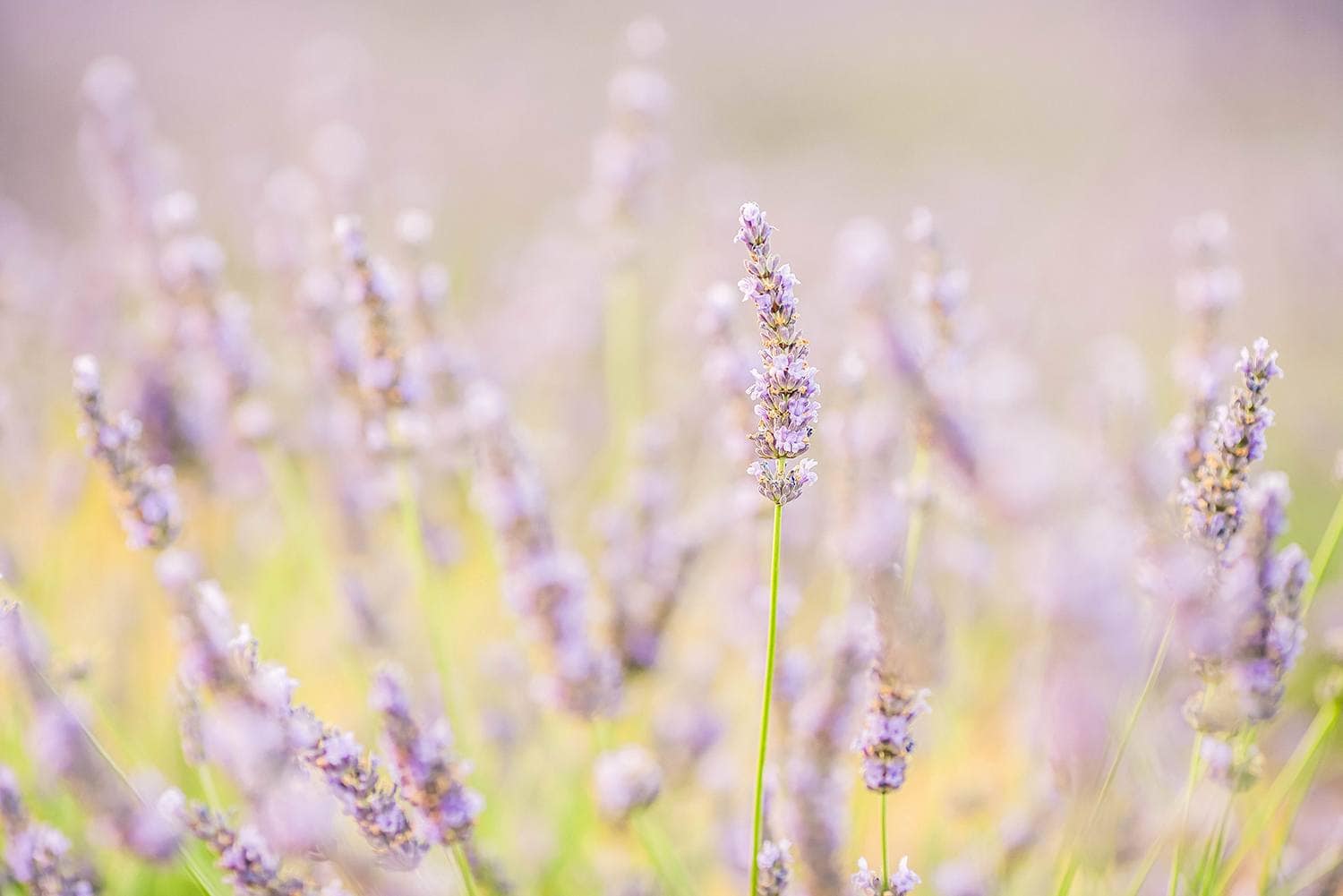 free-chic-preset-lavender-fields