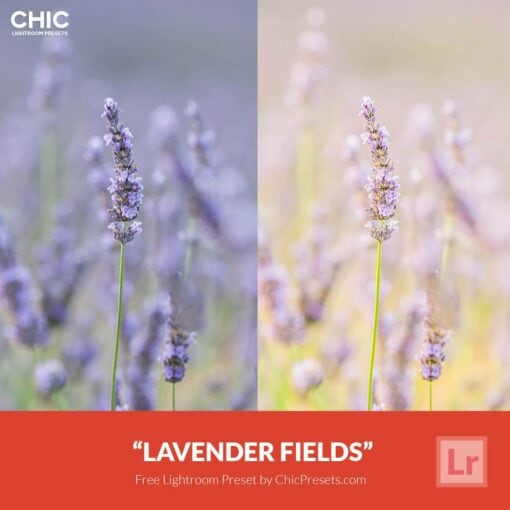 free-lightroom-preset-lavender-fields