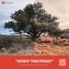 free-lightroom-preset-desert-tree