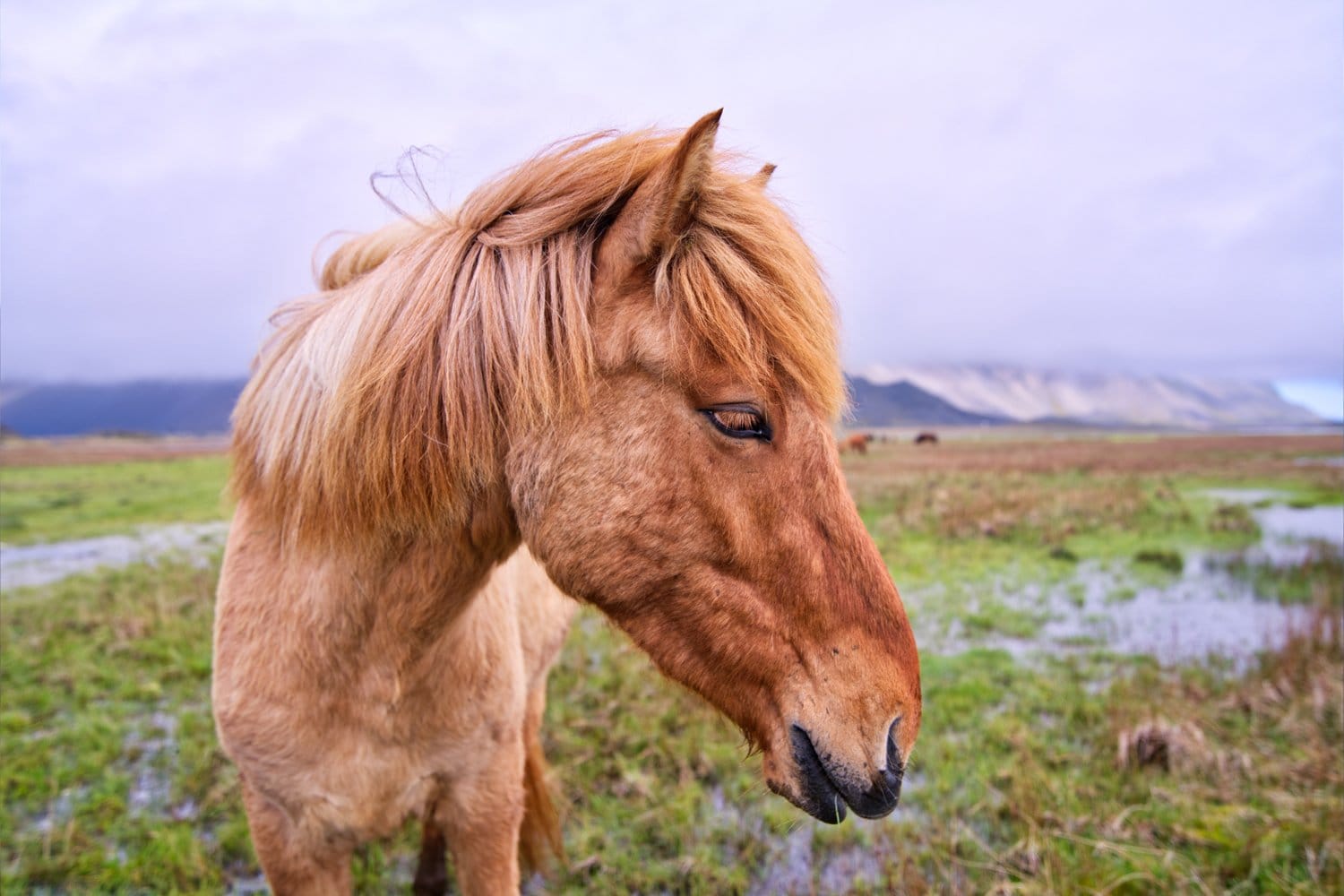 Free-Luminar-Preset-Giddy-Up-After