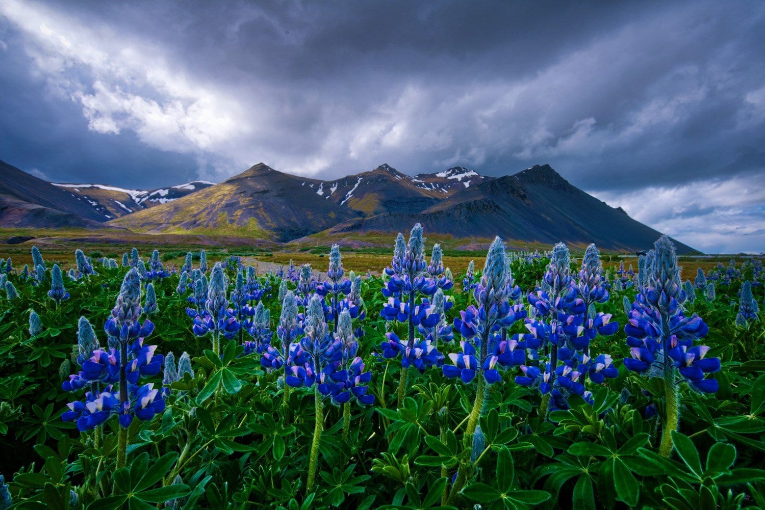 Free-Aurora-HDR-Preset-Wild-Flowers-After