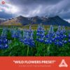 Free-Aurora-HDR-Preset-Wild-Flowers-Presetpro