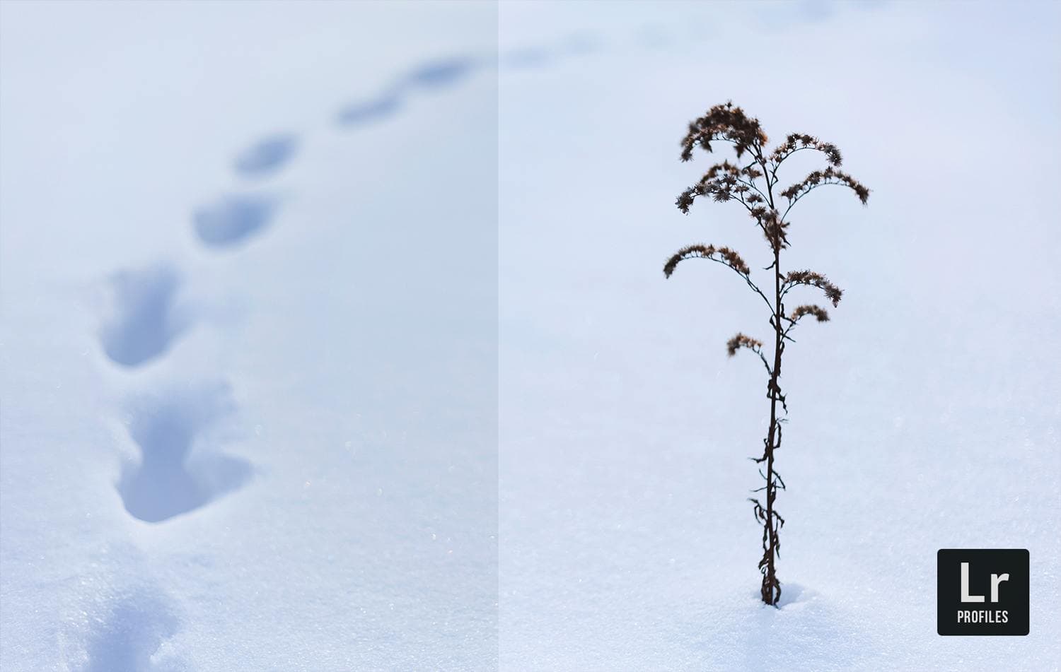 Free-Lightroom-Snow-Blind-Before-After-Presetpro.com