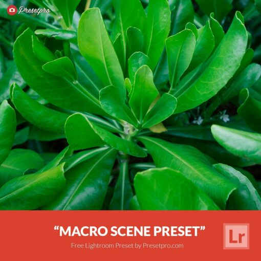 Free-Lightroom-Preset-Macro-Scene-Presetpro.com