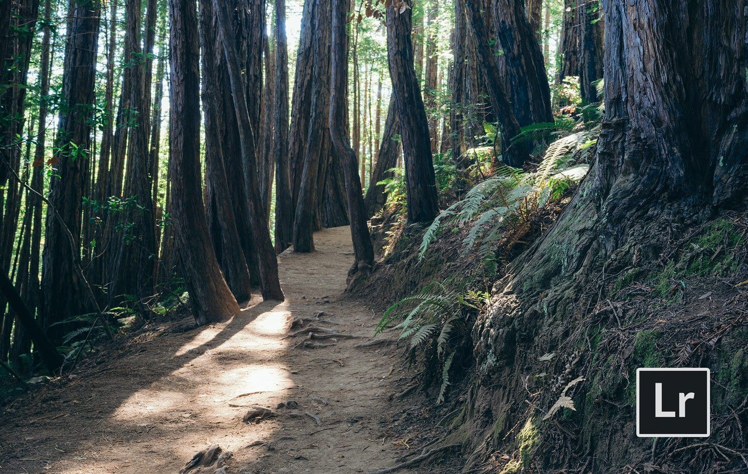 Free-Lightroom-Preset-Redwoods-Before-and-After-Presetpro