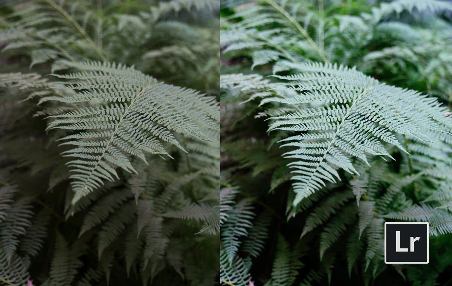 Free-Lightroom-Preset-Foliage-Before-and-After-Presetpro.com