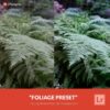 Free-Lightroom-Preset-Foliage-Presetpro.com