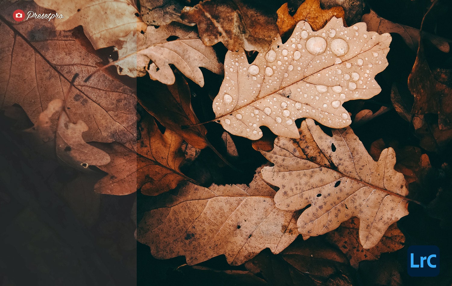 Free Lightroom Preset Analog Camera Before and After Presetpro.com