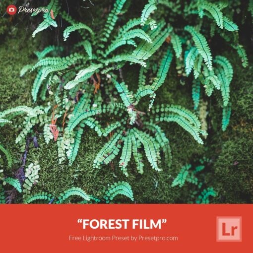 Free-Lightroom-Preset-Forest-Film-Presetpro.com