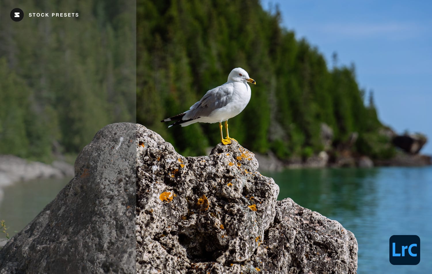 Free Lightroom Preset Scenic Color Before and After Stockpresets