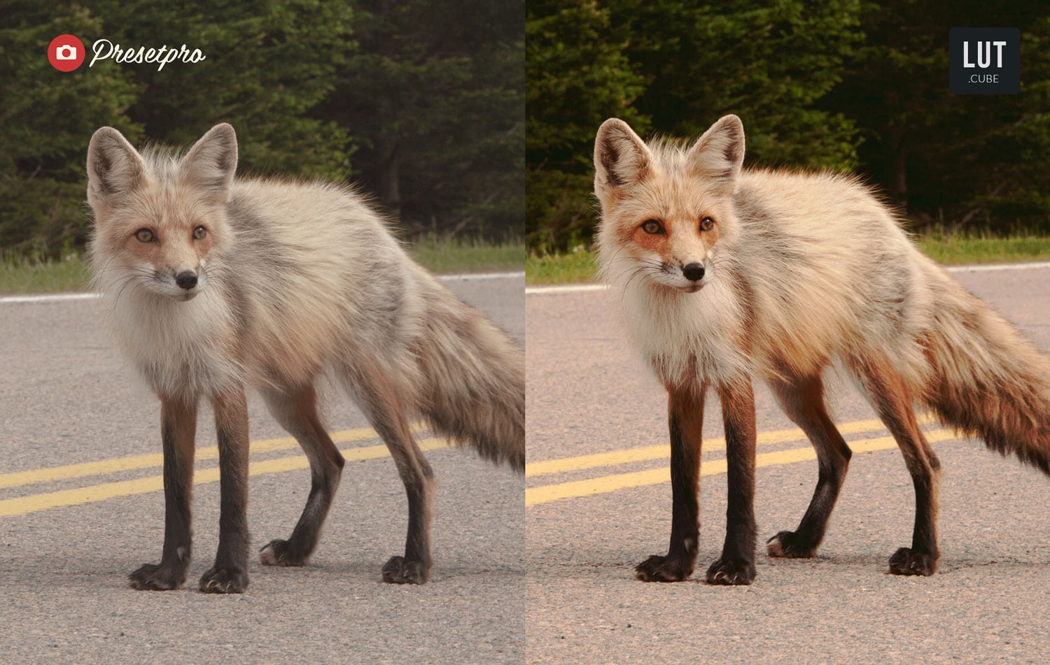 Free-LUTs-Vintage-Fox-Look-up-Table-Before-and-After-Presetpro