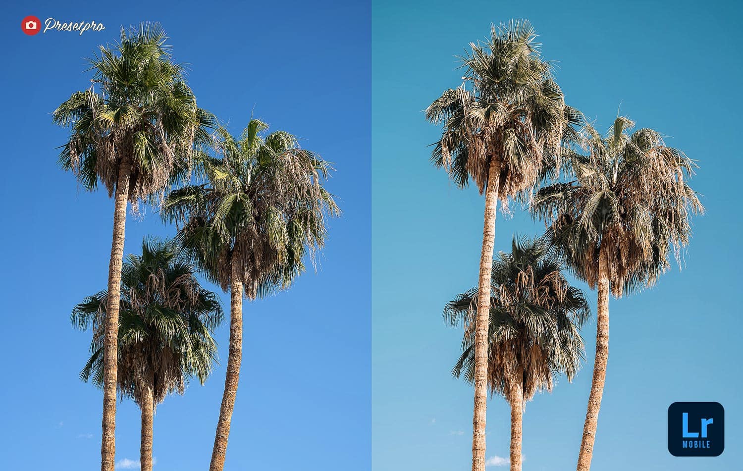 Free Lightroom Mobile DNG Preset "Palm Springs" Before and After