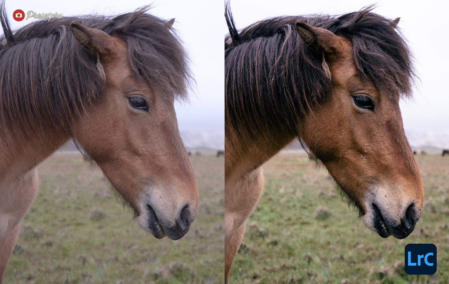 Free Lightroom Preset Wild Wind Before and After Presetpro.com