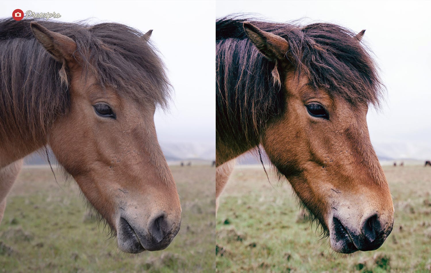 Free Lightroom Preset Wild Wind Before and After Presetpro.com