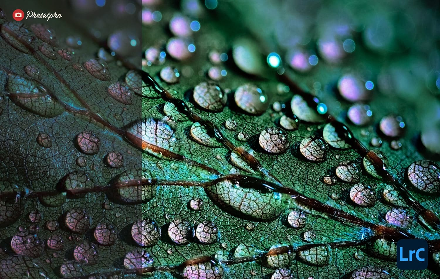 Free Lightroom Preset Macro Before and After Presetpro.com