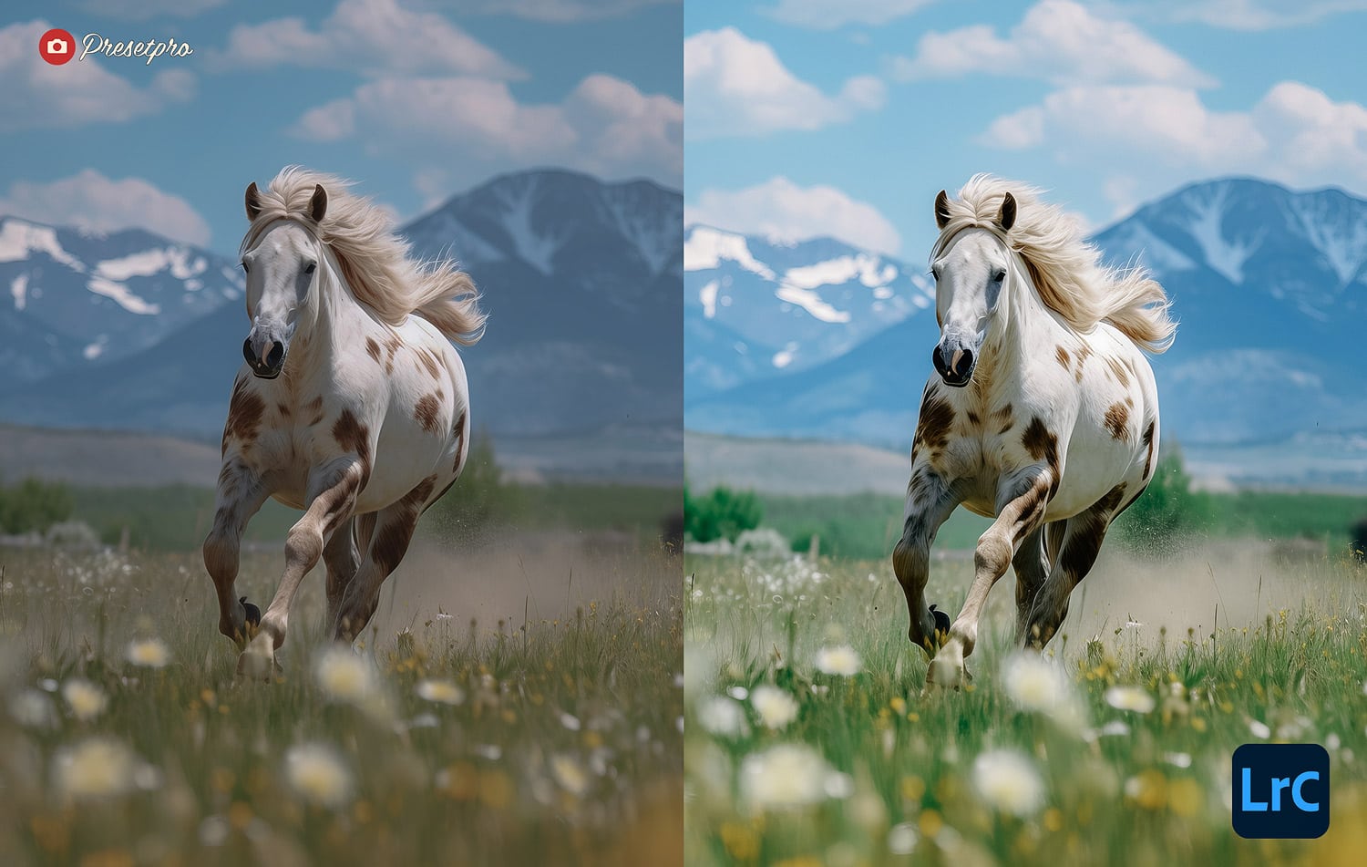 Free Lightroom Preset Color 100 Before and After Presetpro.com