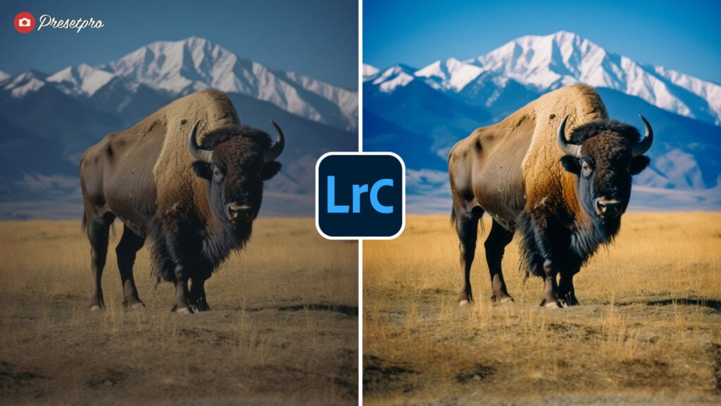 Free Lightroom Preset Agfachrome RSX Before and After - Buffalo in Field