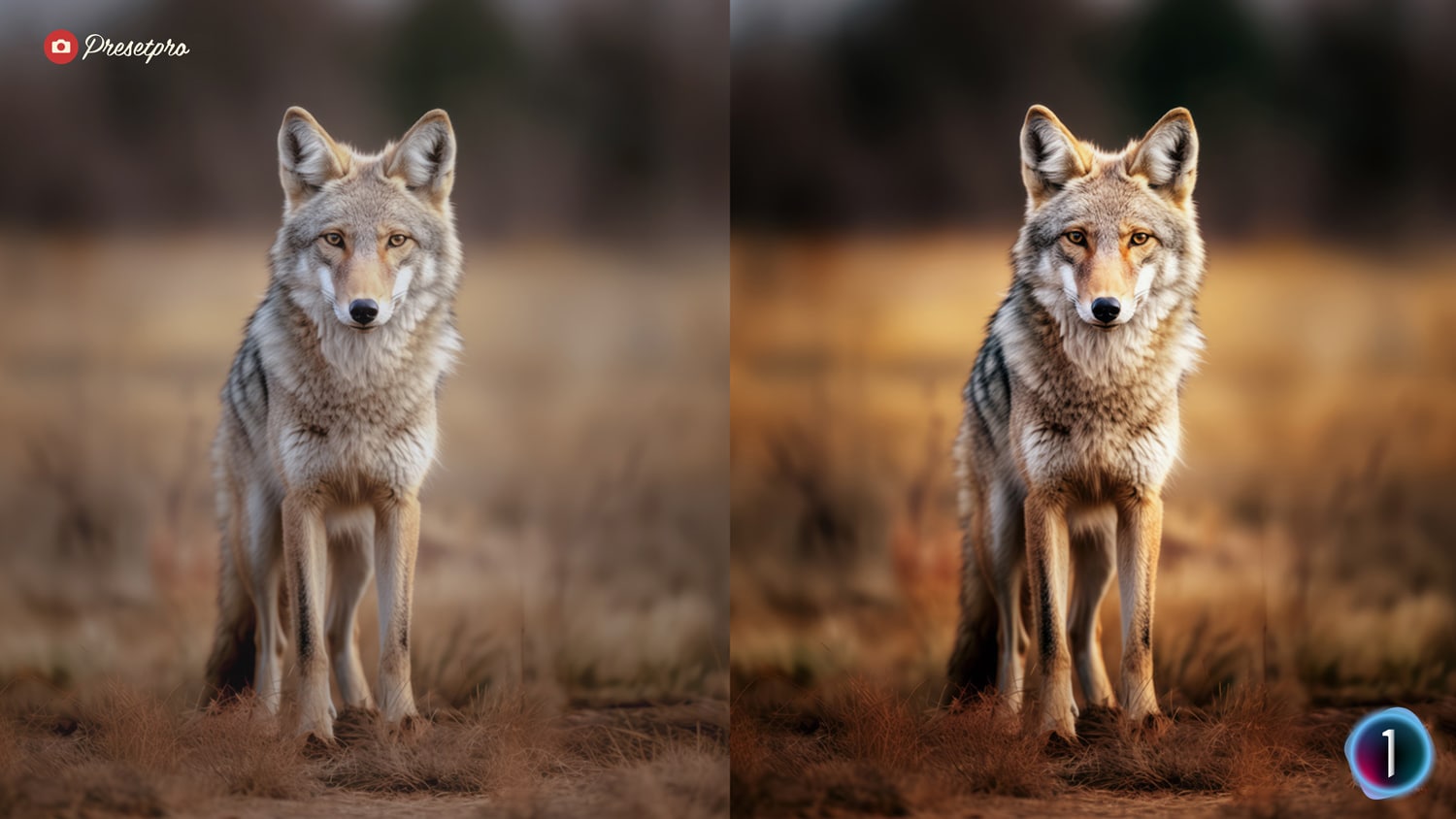 Free Capture One Style Wildlife Before After Presetpro.com