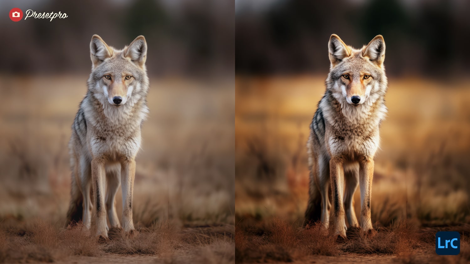 Free Lightroom Preset Wildlife Before and After Presetpro