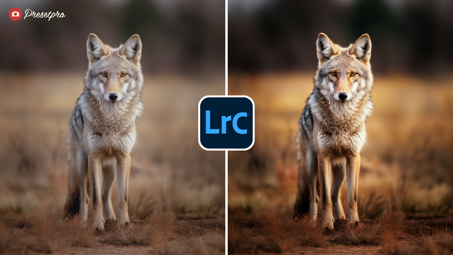 Free Lightroom Preset Wildlife Before and After - Wolf standing in Field