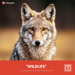 Free Lightroom Preset Wildlife Presetpro.com